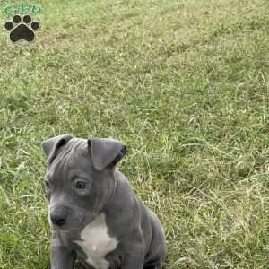 Sapphire, American Bully Puppy