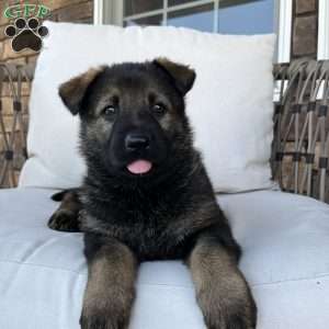 Vinnie, German Shepherd Puppy