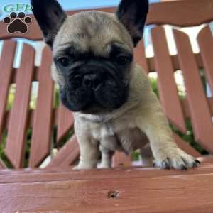 Burt, French Bulldog Puppy