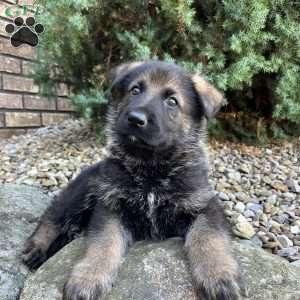 Diego, German Shepherd Puppy