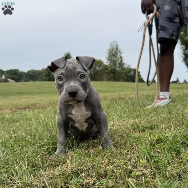 Sapphire, American Bully Puppy
