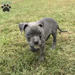 Tiny Temper, American Bully Puppy
