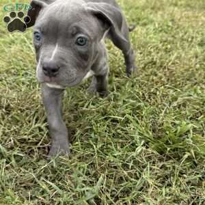 Tiny Temper, American Bully Puppy