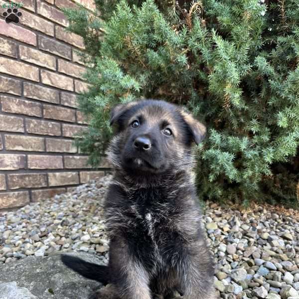 Diego, German Shepherd Puppy