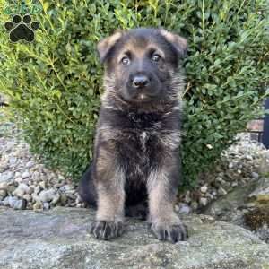 Diego, German Shepherd Puppy