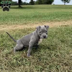 Sapphire, American Bully Puppy