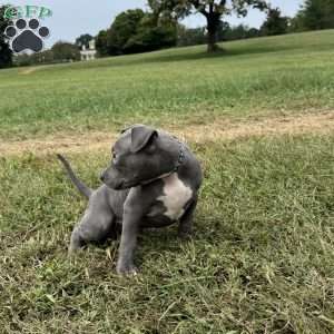 Sapphire, American Bully Puppy