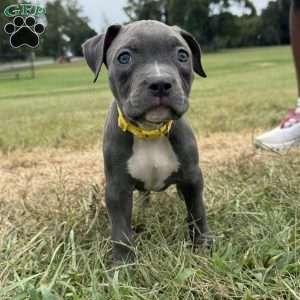 Tiny Temper, American Bully Puppy