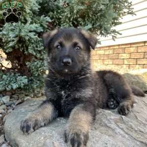 Diego, German Shepherd Puppy
