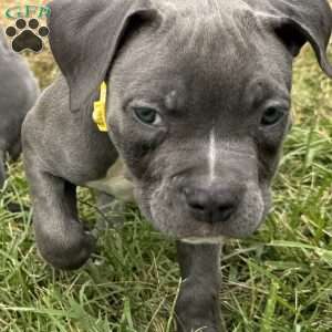 Tiny Temper, American Bully Puppy