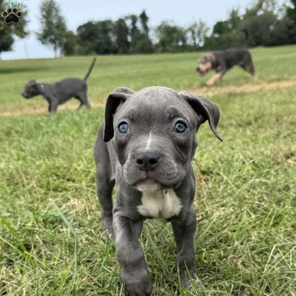 Tiny Temper, American Bully Puppy