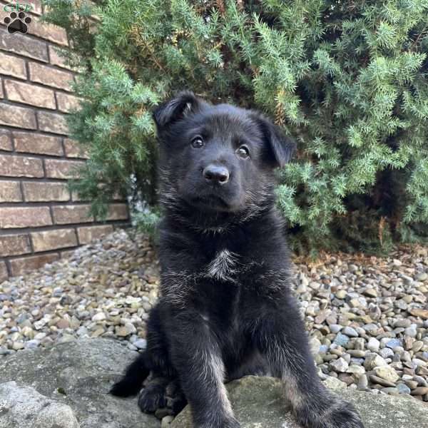 Rio, German Shepherd Puppy