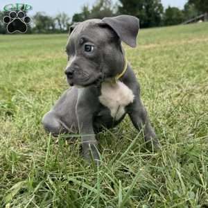 Tiny Temper, American Bully Puppy