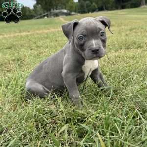 Tiny Temper, American Bully Puppy