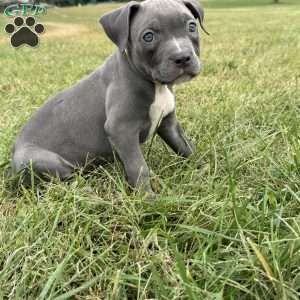 Tiny Temper, American Bully Puppy