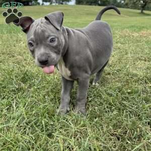 Sapphire, American Bully Puppy