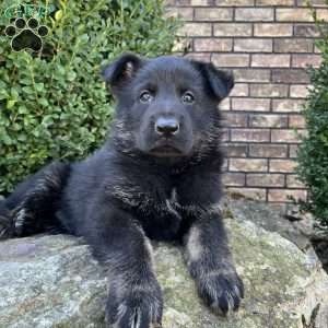 Rio, German Shepherd Puppy