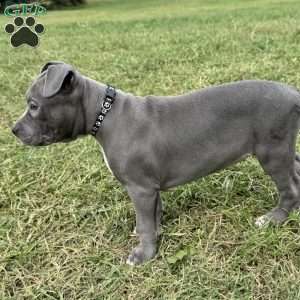 Sapphire, American Bully Puppy