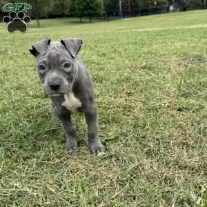 Sapphire, American Bully Puppy