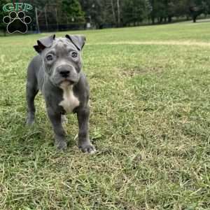 Sapphire, American Bully Puppy