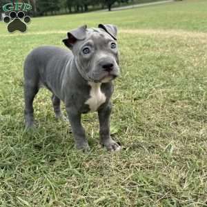 Sapphire, American Bully Puppy
