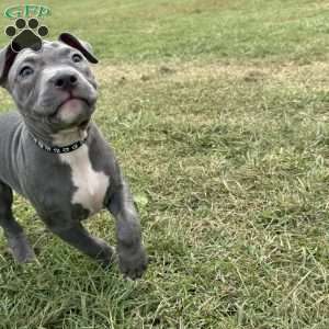 Sapphire, American Bully Puppy