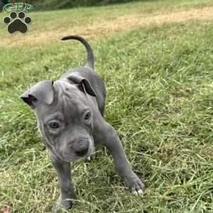 Sapphire, American Bully Puppy