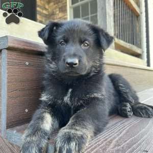 Rio, German Shepherd Puppy
