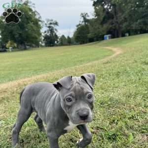 Sapphire, American Bully Puppy
