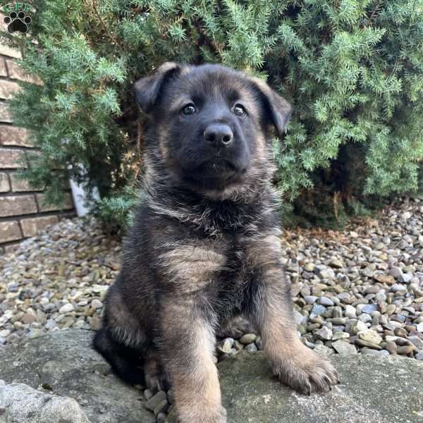 Axel, German Shepherd Puppy