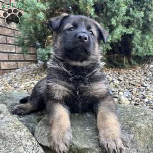 Axel, German Shepherd Puppy