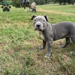 Sapphire, American Bully Puppy