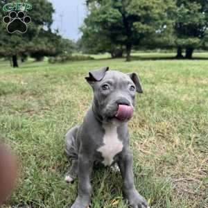 Sapphire, American Bully Puppy