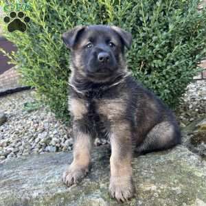 Axel, German Shepherd Puppy