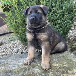 Axel, German Shepherd Puppy