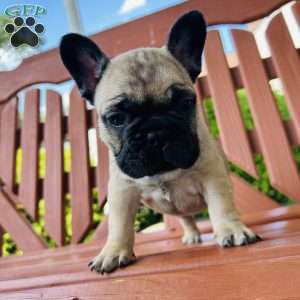 Burt, French Bulldog Puppy