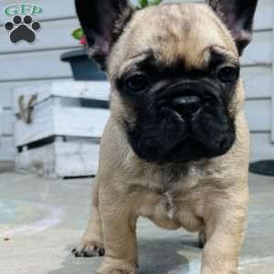 Burt, French Bulldog Puppy