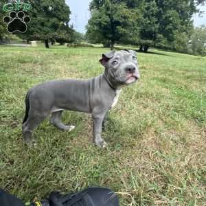 Tiny Temper, American Bully Puppy