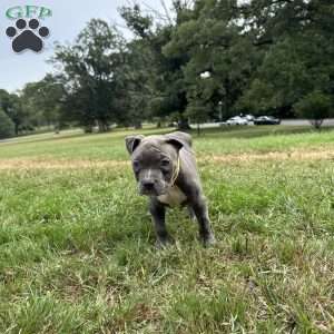 Tiny Temper, American Bully Puppy
