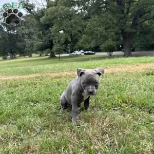 Tiny Temper, American Bully Puppy
