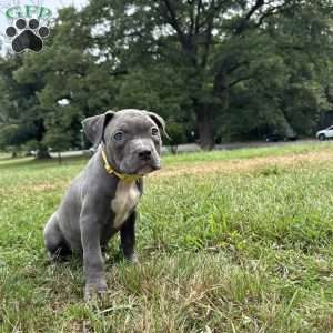 Tiny Temper, American Bully Puppy
