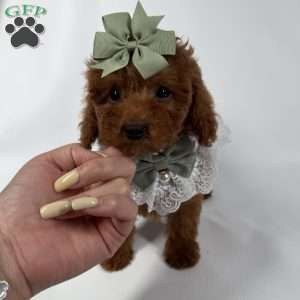 Cocoa- teacup, Toy Poodle Puppy