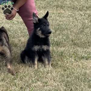 Lindsey, German Shepherd Puppy