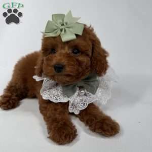 Cocoa- teacup, Toy Poodle Puppy