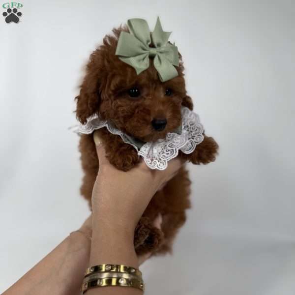 Cocoa- teacup, Toy Poodle Puppy