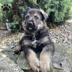 Cash, German Shepherd Puppy