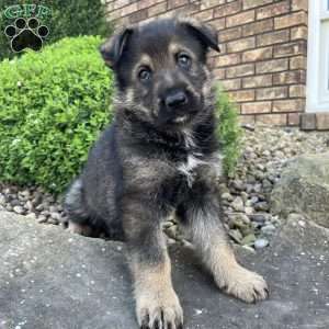 Cash, German Shepherd Puppy