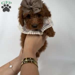 Chai- teacup, Toy Poodle Puppy