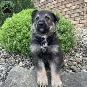 Cash, German Shepherd Puppy