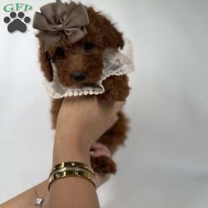 Chai- teacup, Toy Poodle Puppy